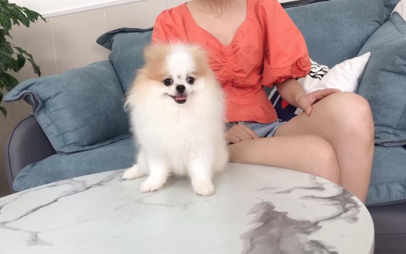 三个月大博美吃什么东西