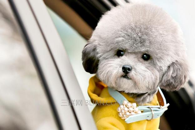 小狗幼犬怎么训练