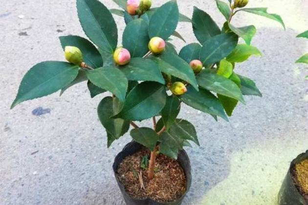 家养茶花栽培技术