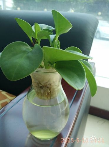豆瓣绿的栽培技术