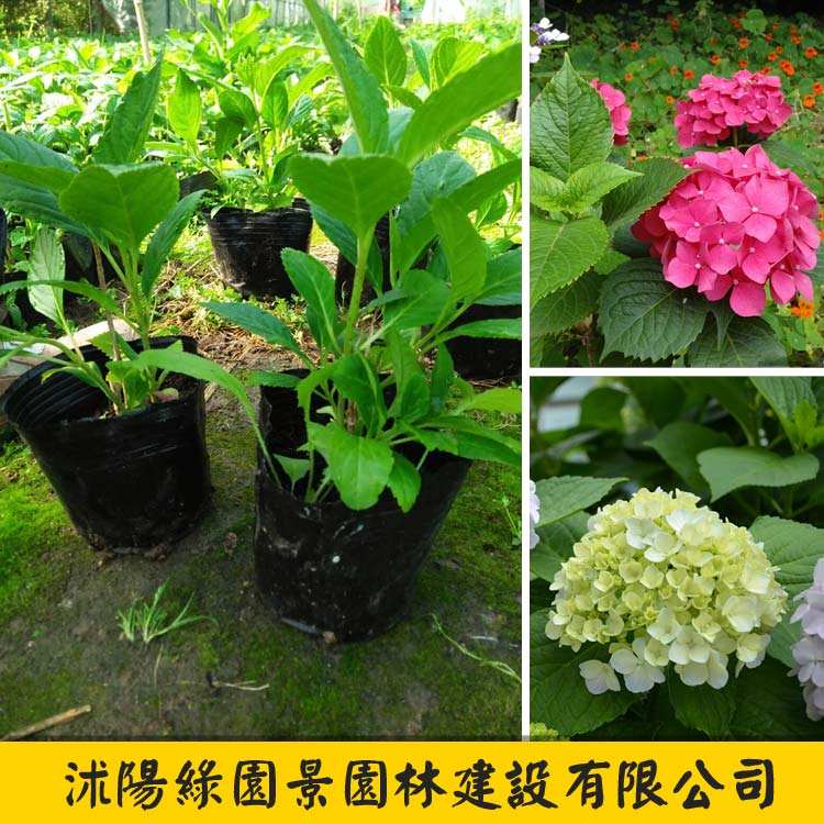 八仙花地栽注意事项