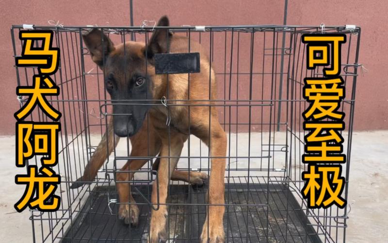 怎么训成年马犬叼东西