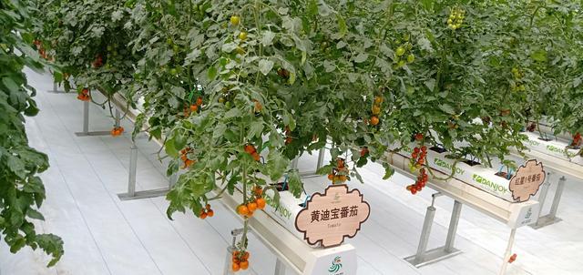 盆栽无土栽培果树