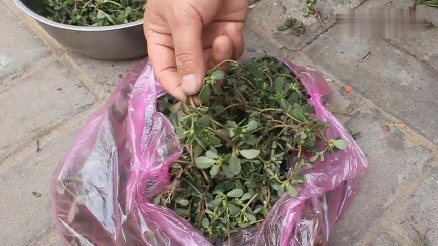 麻子菜的做法