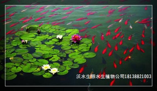 水生花卉的栽培与管理