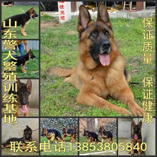 昆明犬训练法