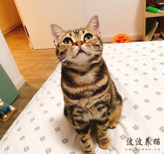 美短如何训练
