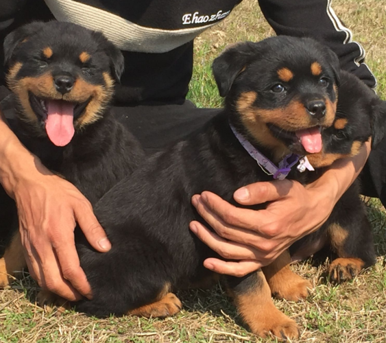训练罗威纳幼犬的教材