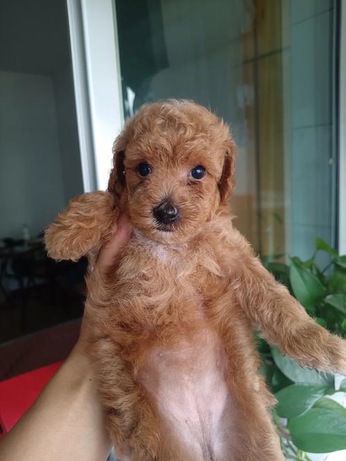 训练小泰迪的视频教程