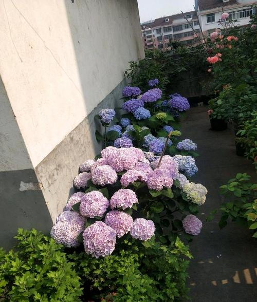 庭院栽培花