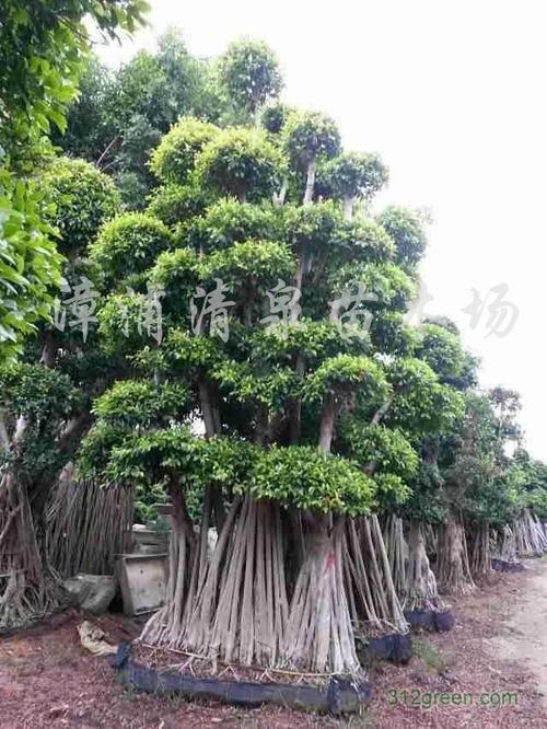 如何栽培小叶榕