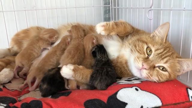 猫怎么生孩子