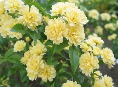 木香花的栽培养护