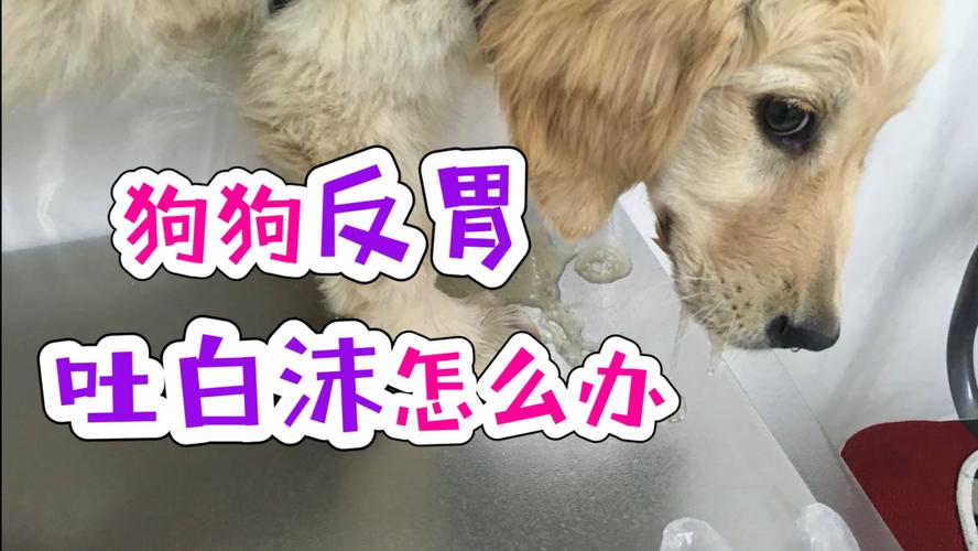 狗吃了坏的东西吐了怎么办