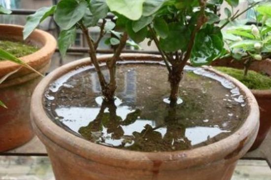 换完花土后注意事项