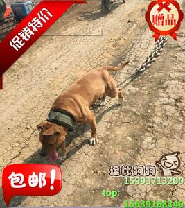 比特犬训练用药大全