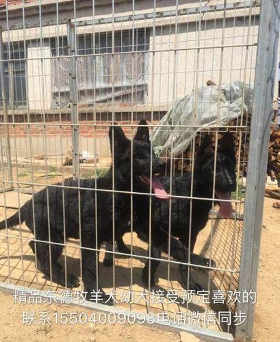 东德犬搜索训练