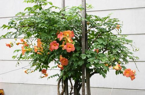 凌霄花的栽培养殖技术