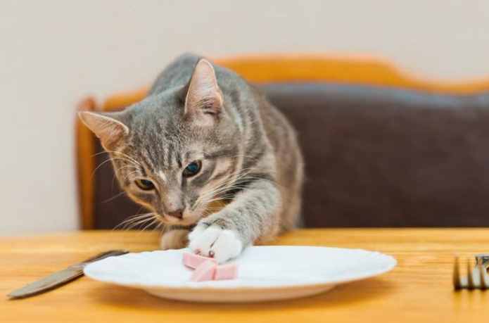 猫咪发抖不吃东西