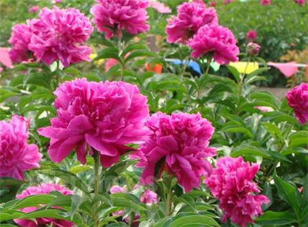 芍药花怎样栽培