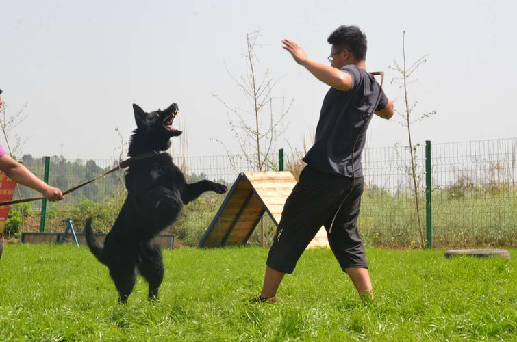 狗随行怎么训练