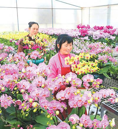 最大蝴蝶兰栽培基地花卉上市