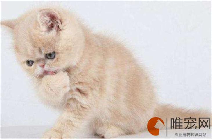 猫咪没精神不吃东西拉肚子怎么办