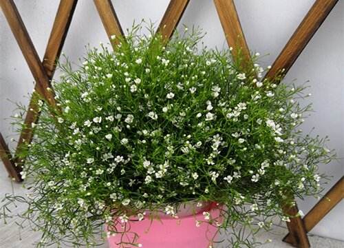 室内满天星种植方法