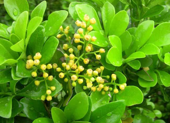 米兰的养植与注意事项