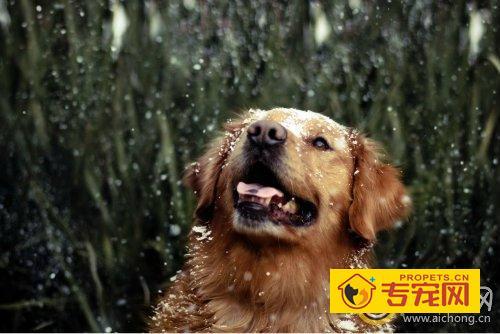 金毛狗不吃东西感冒怎么治