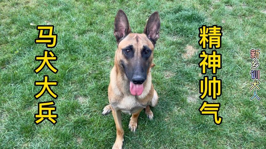 马犬突然不吃东西