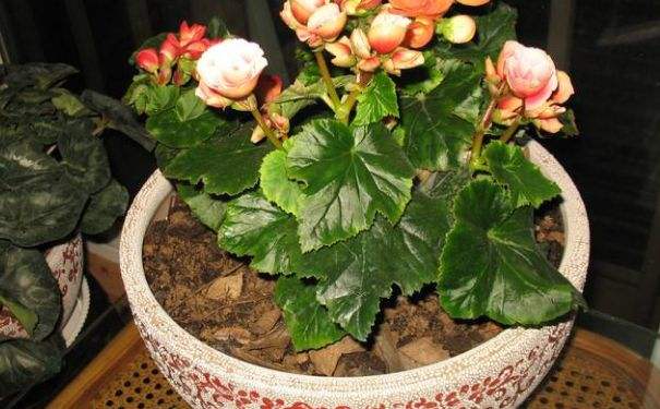盆栽海棠的种植方法