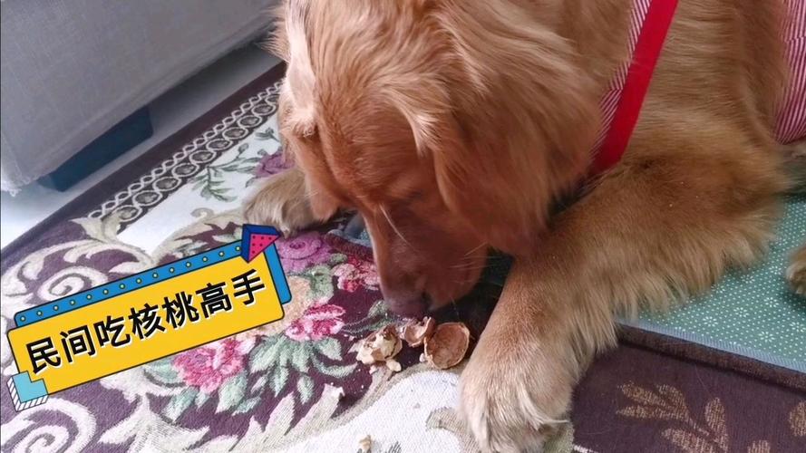 金毛又拉又吐不动也不吃东西怎么办