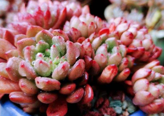 夏季种植多肉注意事项