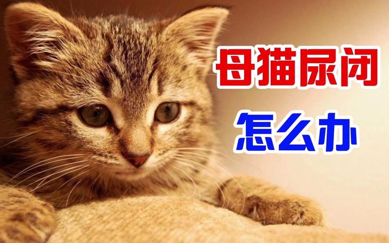 猫尿闭不吃东西怎么办