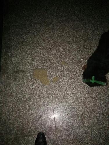 狗拉肚子呕吐不吃东西