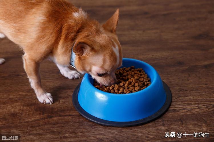 狗狗拉肚子不想吃东西怎么办
