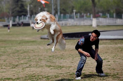 初级训练狗视频