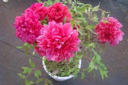 牡丹花冬季怎样栽培