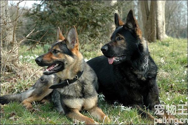 如何训练成年黑背犬