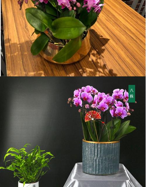 幸福兰的栽培