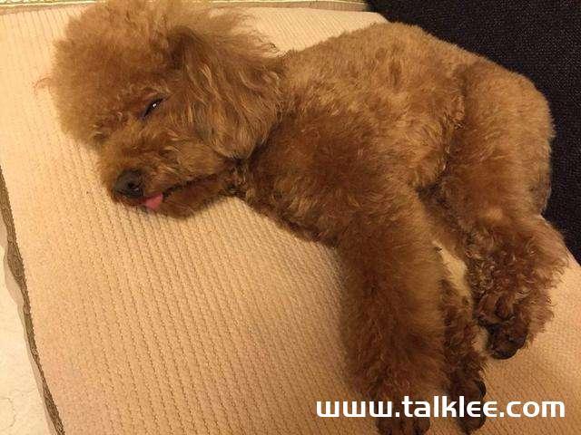 泰迪幼犬睡觉不吃东西怎么办