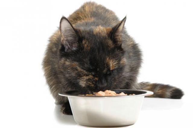 家里的猫突然不吃东西怎么办