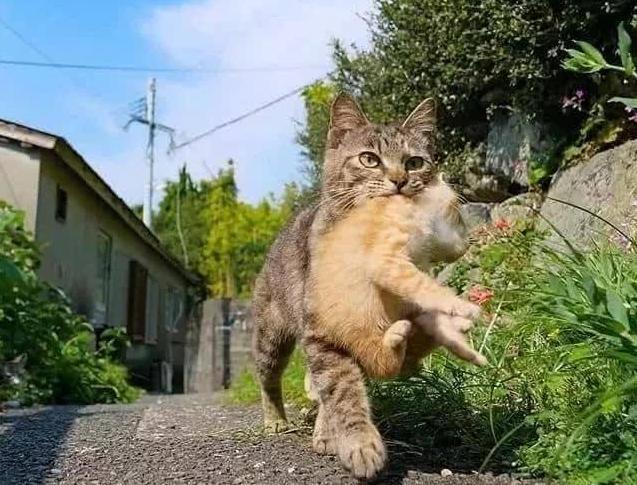 怎么训练小猫叼东西