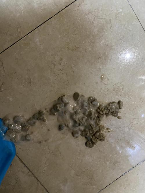 猫吐了刚吃的东西
