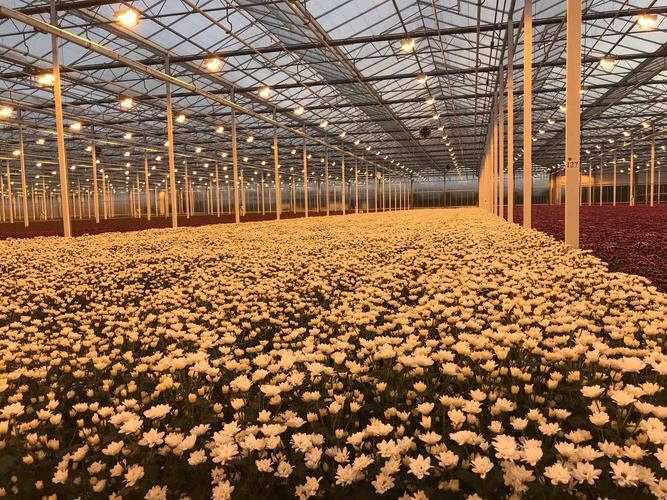 菊花栽培方案