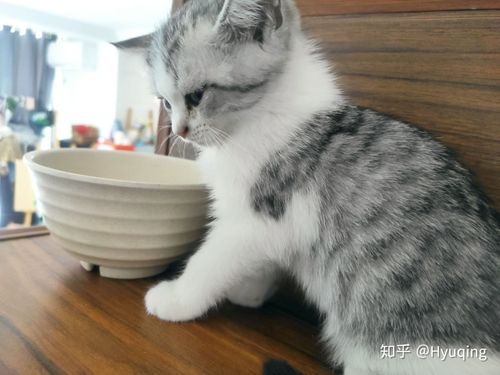如何训练二个月的猫咪