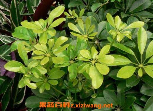 鸭脚木室内养殖方法
