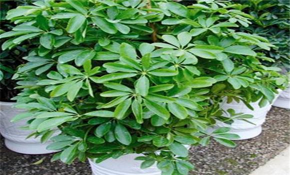 摇钱树种植方法