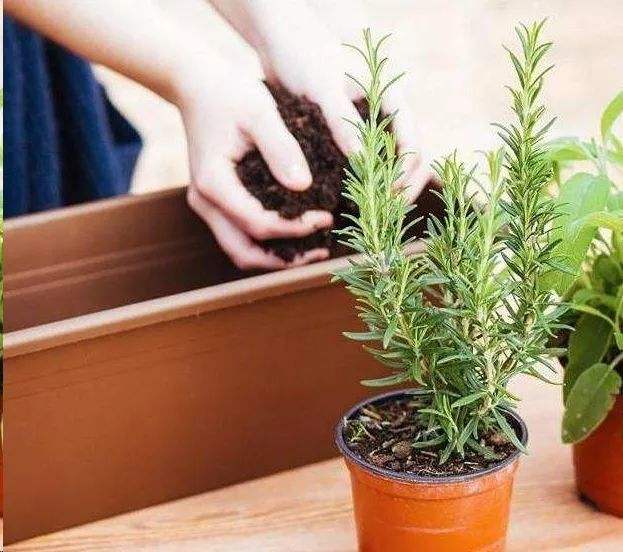 换盆后的注意事项